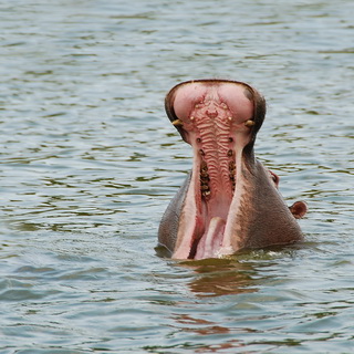 Queen Elizabeth - Hippo